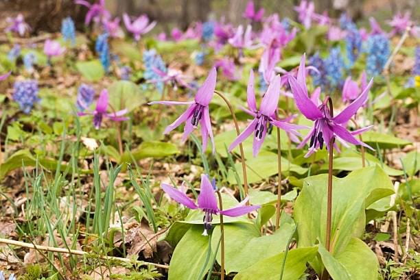 Corydalis-Yanhusuo-Plant-001