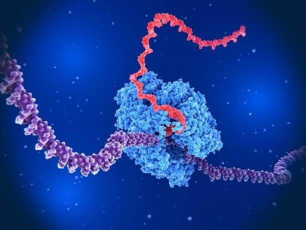 Three-Enzymes-01